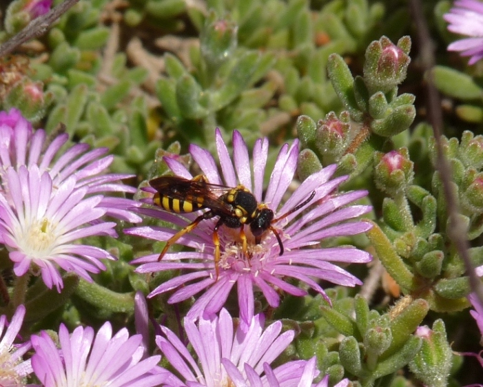 Nomada sp. (Apidae).